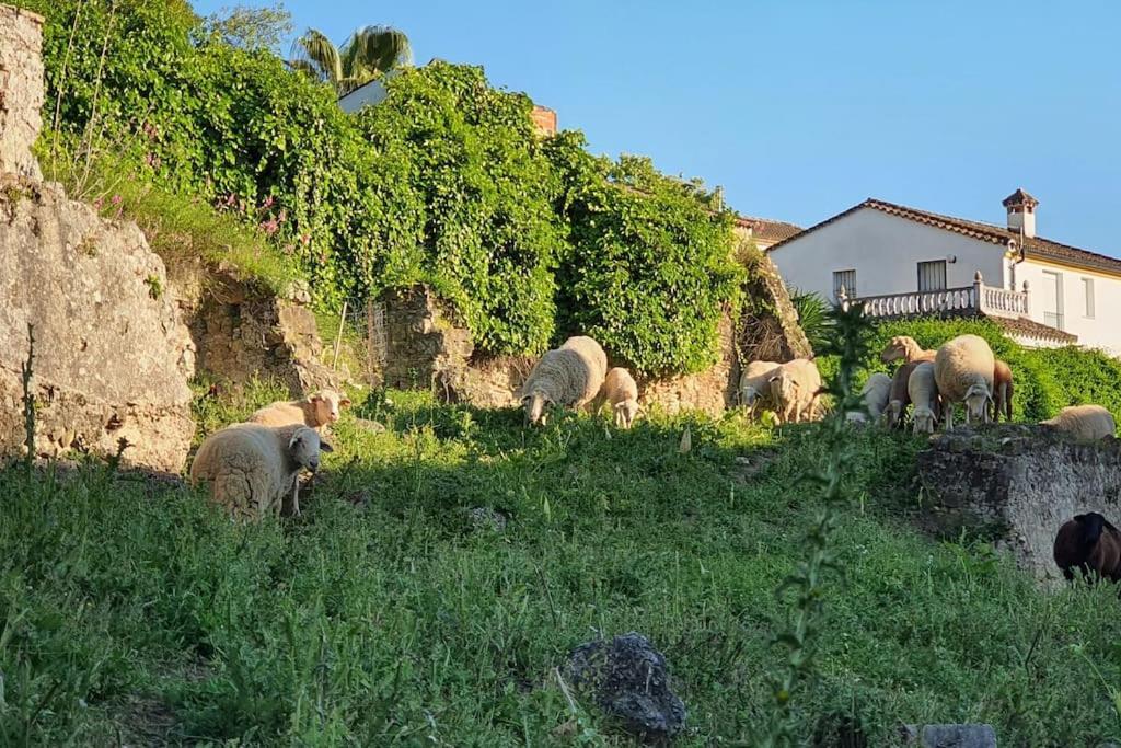 La Terracita Del Bosque Apartman Kültér fotó