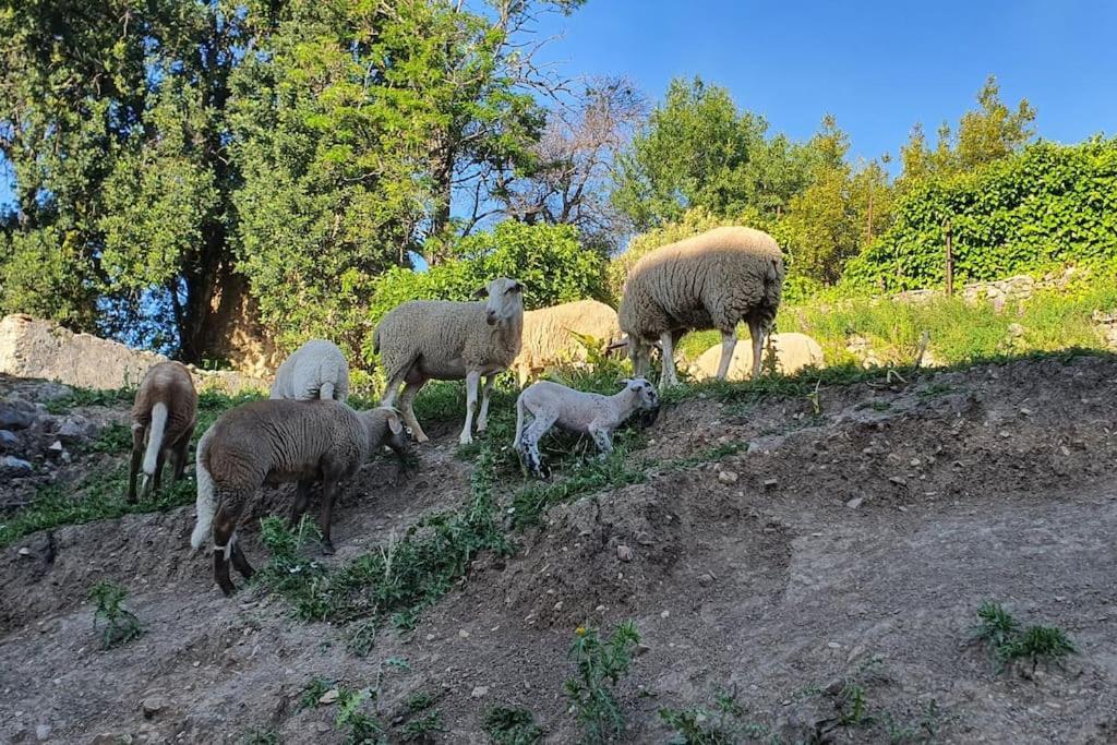 La Terracita Del Bosque Apartman Kültér fotó
